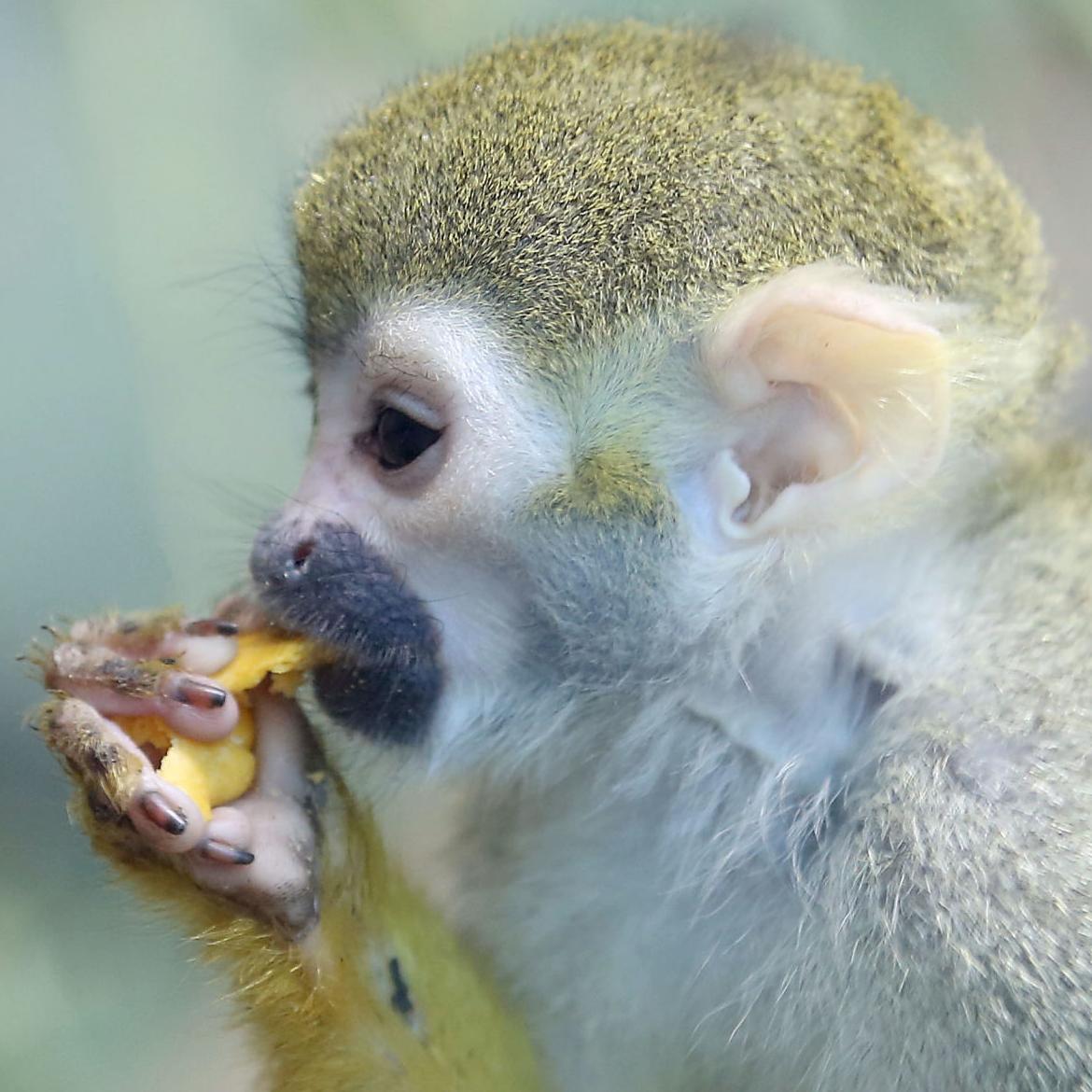 Temple of the Tiny Monkeys